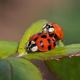 Ladybird Coupling by Rona Black