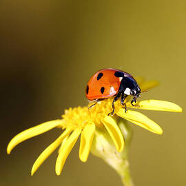 Ladybird by Grant Glendinning
