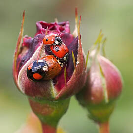 Ladybug Foursome by Rona Black