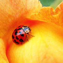 Ladybug by Rona Black