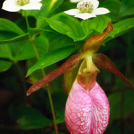 Ladys Slipper And Bunchberry by Jeff Sinon