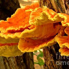 Laetiporus Between The Trees by Adam Jewell
