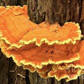 Laetiporus Forest Decorations by Adam Jewell