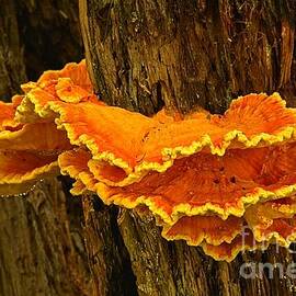 Laetiporus Fungus In The Forest by Adam Jewell