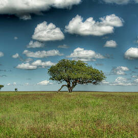 Landscape by Kyle Hammons