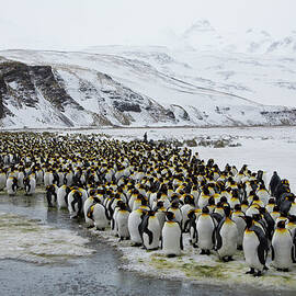 Large Group King Penguins Landscape by Darrell Gulin
