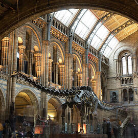 Last Day At The Museum For Dippy The by Dan Kitwood