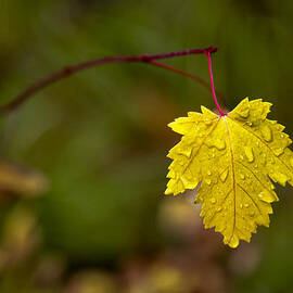 Last Leaf by Mary Jo Allen