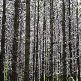 Late Spring Snowfall In A Forest by David Chapman Design Pics