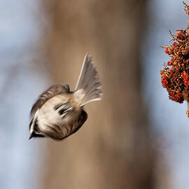 Launch by Jeff Sinon