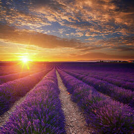 Lavender Field At Sunset by Mammuth
