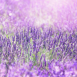 Lavender Field by Mammuth