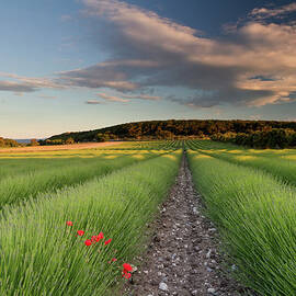 Lavender Fields In South France by Mako Photo