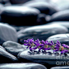 Lavender Flower Wisp by Olivier Le Queinec