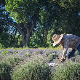 Lavender Harvest by Mary Lee Dereske