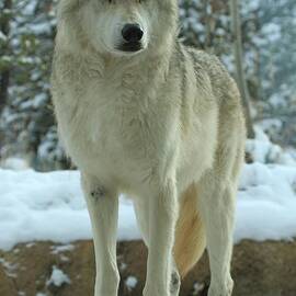 Leader Of The Pack by Adam Jewell