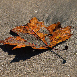 Leaf Composed by Joe Schofield