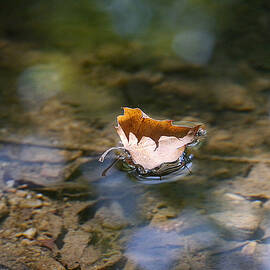 Leaf Shadow Riders by Richard Reeve