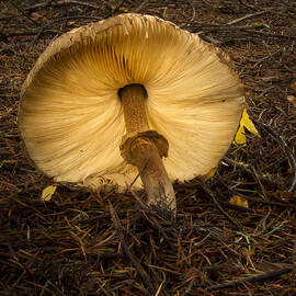 Leaning Fungi by Jean Noren