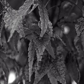 leaves on a tree by Flees Photos