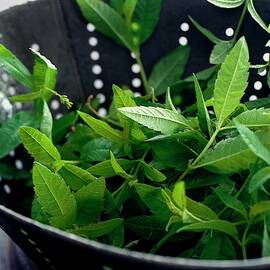 Lemon Verbena Herbs by Romulo Yanes