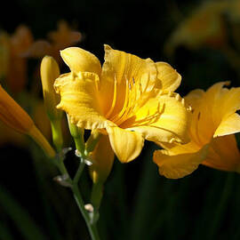Lemon Yellow Daylilies by Rona Black