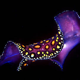 Leopard flat worm by Jean Noren