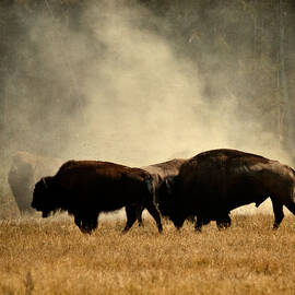 Let The Rut Begin by Merilee Phillips