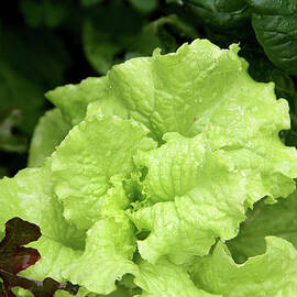 Lettuce Growing In The Garden by 2ndlookgraphics