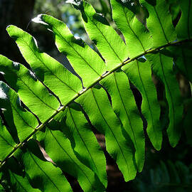 Lighted Leaf by Richard Reeve
