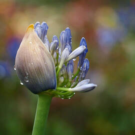 Lily of the Nile by Rona Black
