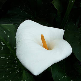 Lily by Richard Reeve