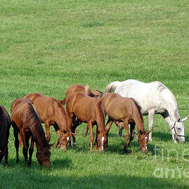Line Feeding by Olivier Le Queinec