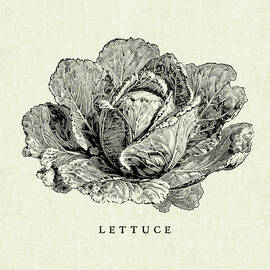 Linen Vegetable Bw Sketch Lettuce by Studio Mousseau