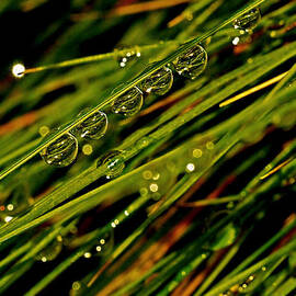 Lineup by Rona Black