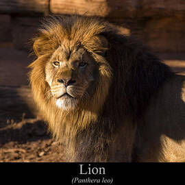 Lion by Flees Photos