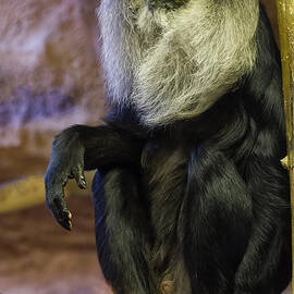 Lion Tailed Macaque by Flees Photos