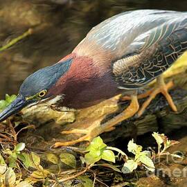 Little Green Missle by Adam Jewell