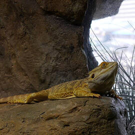 Lizard of Oz by Richard Reeve