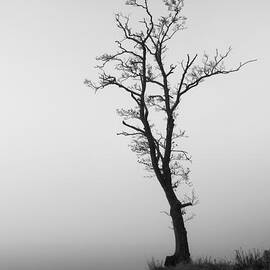Loch Ard Tree by Grant Glendinning