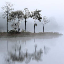Loch Ard trees in the mist by Grant Glendinning