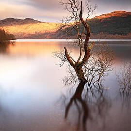 Loch Lomond Tree by Grant Glendinning