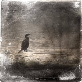 Lone Cormorant by Carol Leigh