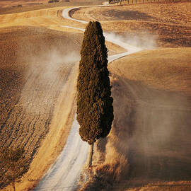 Lone Cypress Tree Along Country Road by Gary Yeowell