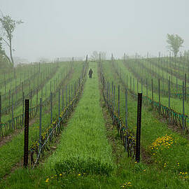 Lone Figure in Vineyard in the Rain on the Mission Peninsula Michigan by Mary Lee Dereske