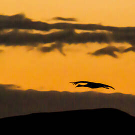 Lone Flying Sandhill Crane at Sunset by Jean Noren