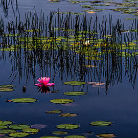 Lone Pink Water Lily  by Louis Dallara