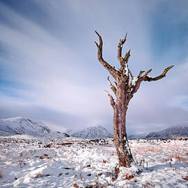 Lone tree in the snow by Grant Glendinning