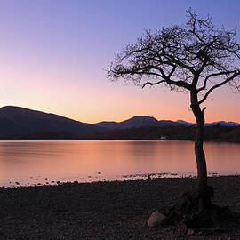Lone tree Sunset by Grant Glendinning