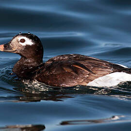 Long tailed duck by Grant Glendinning